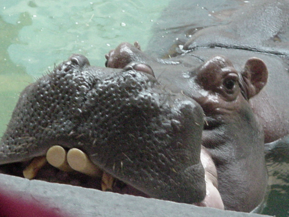 Hippo 3.jpg